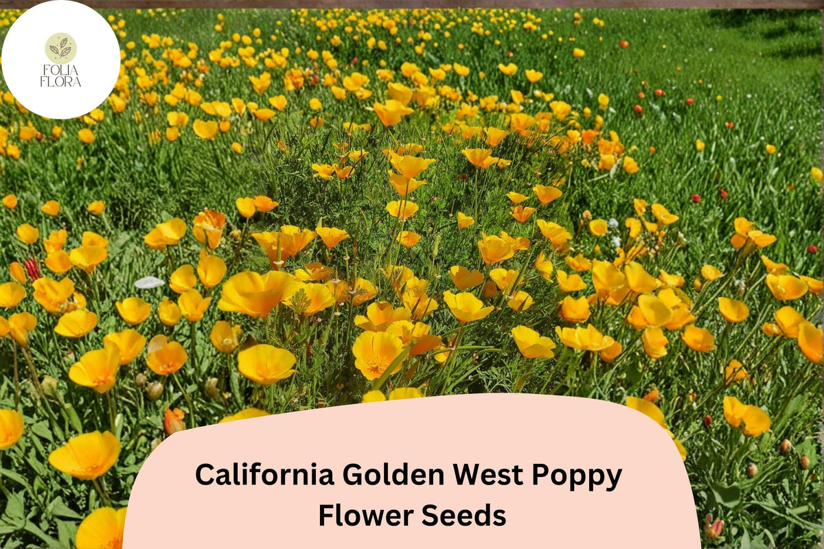 200 California Golden West Poppy Seeds – Easy Wildflower Garden