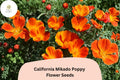 200 California Mikado Poppy Seeds for Planting – Vibrant Easy-to-Grow Wildflowers