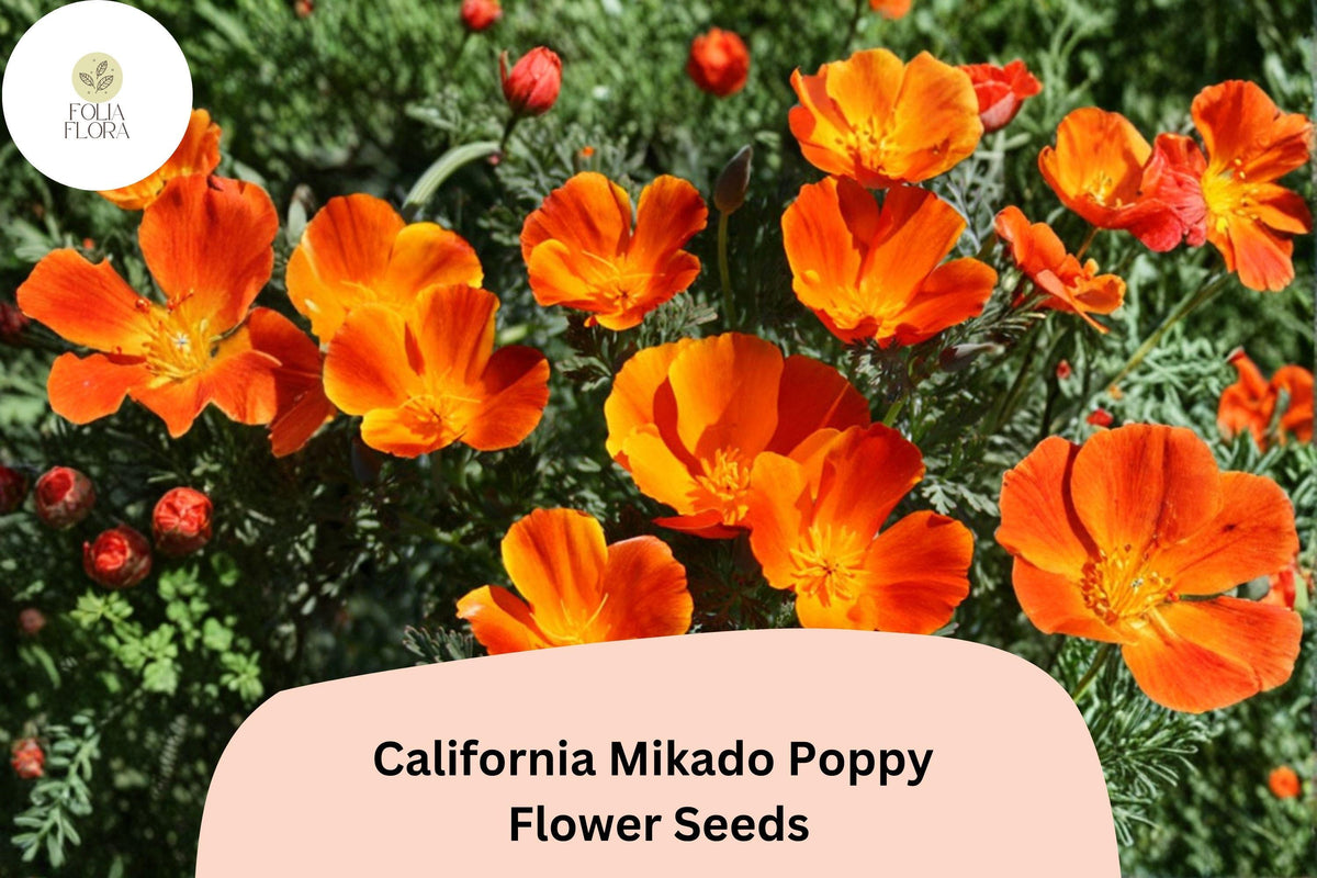 200 California Mikado Poppy Seeds for Planting – Vibrant Easy-to-Grow Wildflowers