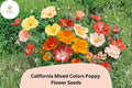200 California Mixed Colors Poppy Seeds for Garden Planting - Vibrant Wildflower Blend