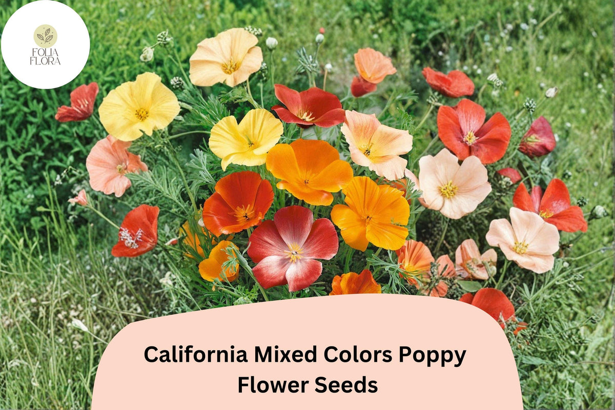 200 California Mixed Colors Poppy Seeds for Garden Planting - Vibrant Wildflower Blend