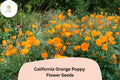 200 California Orange Poppy Seeds for Planting – Vibrant Wildflowers