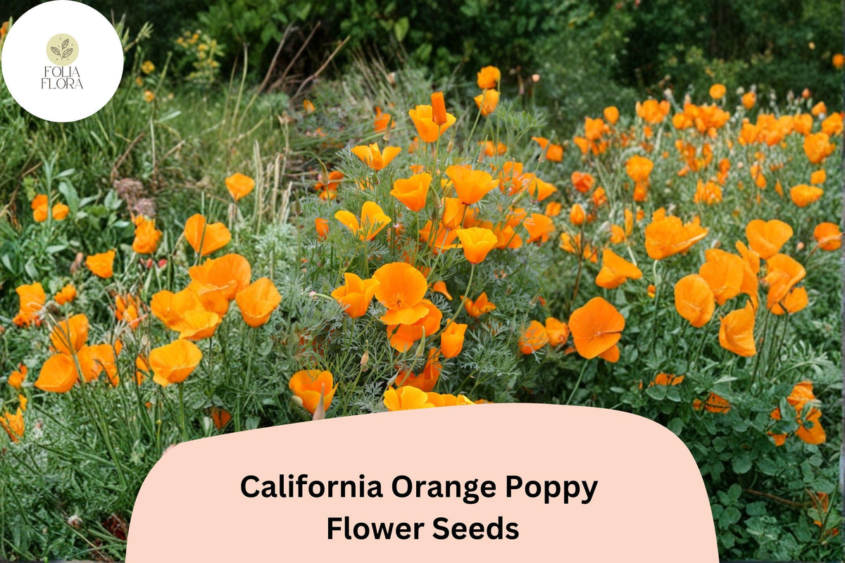 200 California Orange Poppy Seeds for Planting – Vibrant Wildflowers