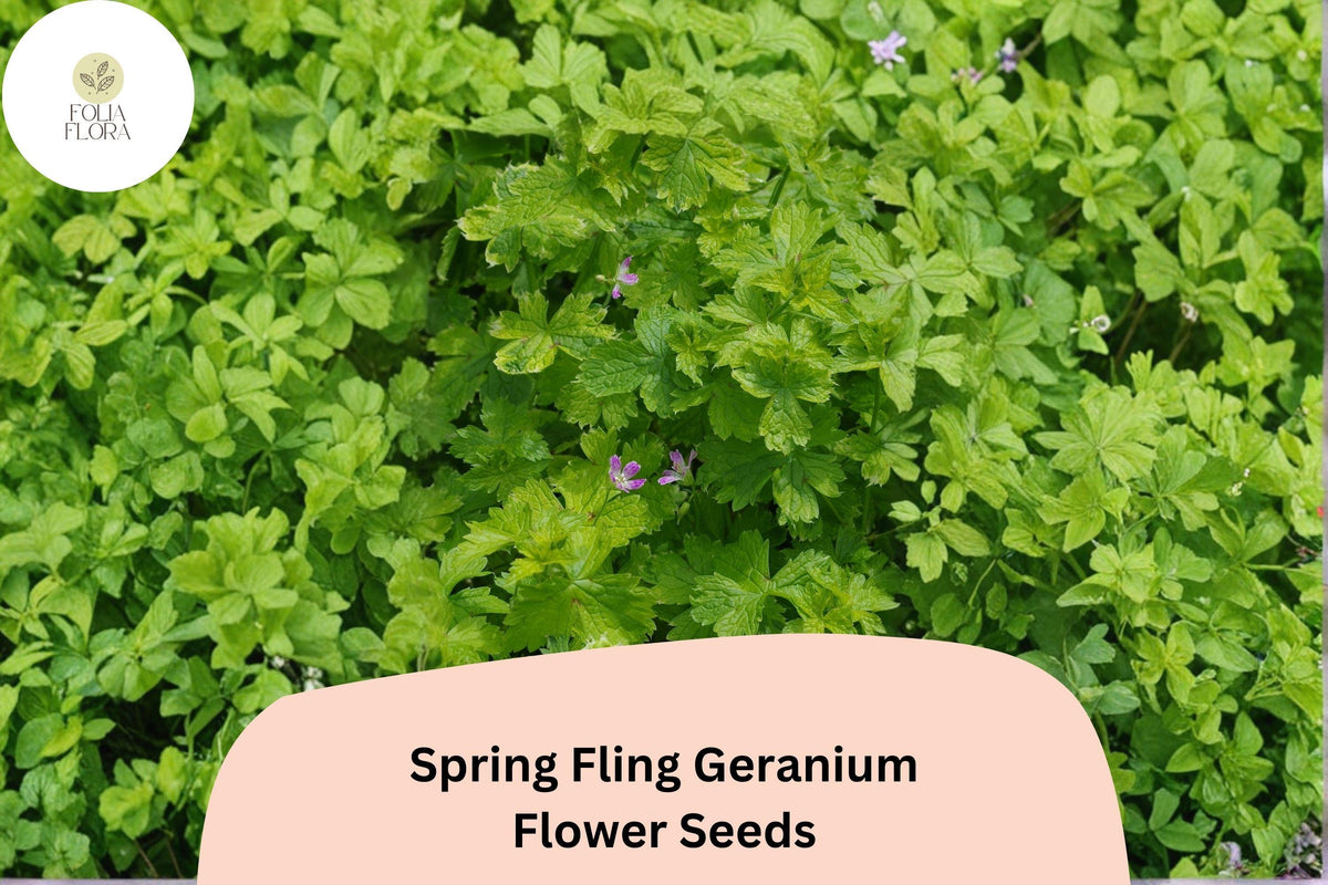25 Spring Fling Geranium Seeds – Green Cranesbill Perennial Flower