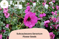 25 Subcaulescens Geranium Seeds - Hardy Rock Garden Cranesbill with Purple Blooms