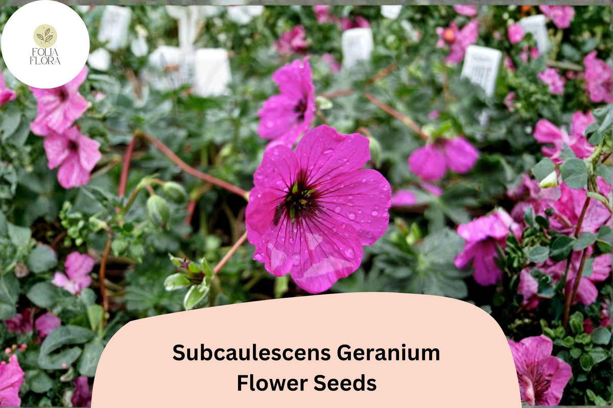 25 Subcaulescens Geranium Seeds - Hardy Rock Garden Cranesbill with Purple Blooms