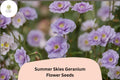 25 Summer Skies Geranium Seeds - Hardy Perennial Cranesbill with Lavender Blue Blooms