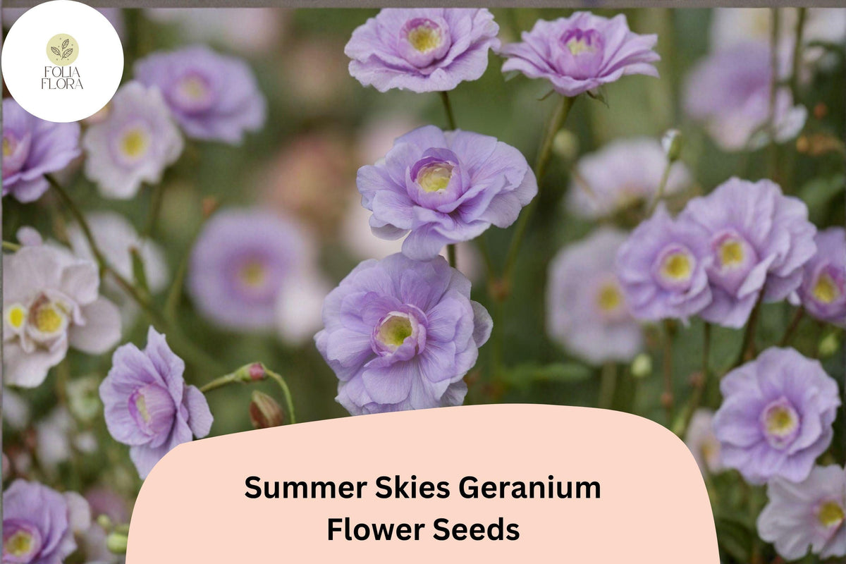 25 Summer Skies Geranium Seeds - Hardy Perennial Cranesbill with Lavender Blue Blooms
