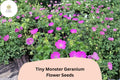 25 Tiny Monster Geranium Seeds – Hardy Purple Cranesbill Perennial