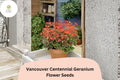 25 Vancouver Centennial Geranium Seeds – Zonal Pelargonium with Red-Orange Blooms & Bronze Leaves