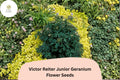 25 Victor Reiter Junior Geranium Seeds – Hardy Green Blooms