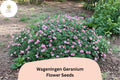 25 Wageningen Geranium Seeds - Hardy Perennial Cranesbill with Pink Blooms