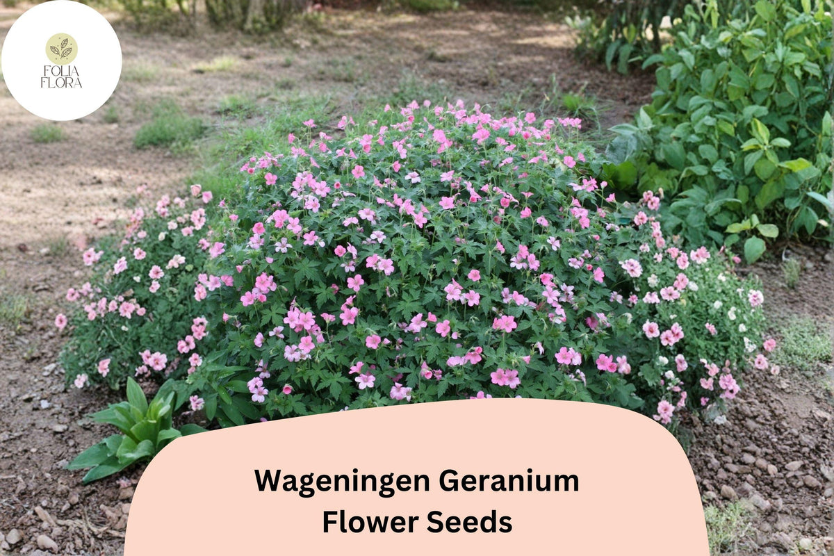 25 Wageningen Geranium Seeds - Hardy Perennial Cranesbill with Pink Blooms