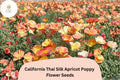 200 California Thai Silk Apricot Poppy Seeds for Planting - Vibrant Wildflower Mix