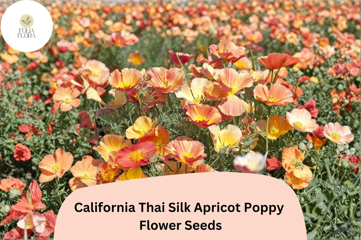 200 California Thai Silk Apricot Poppy Seeds for Planting - Vibrant Wildflower Mix