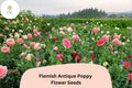 200 Flemish Antique Poppy Seeds – Cream & Red Frilled Blooms