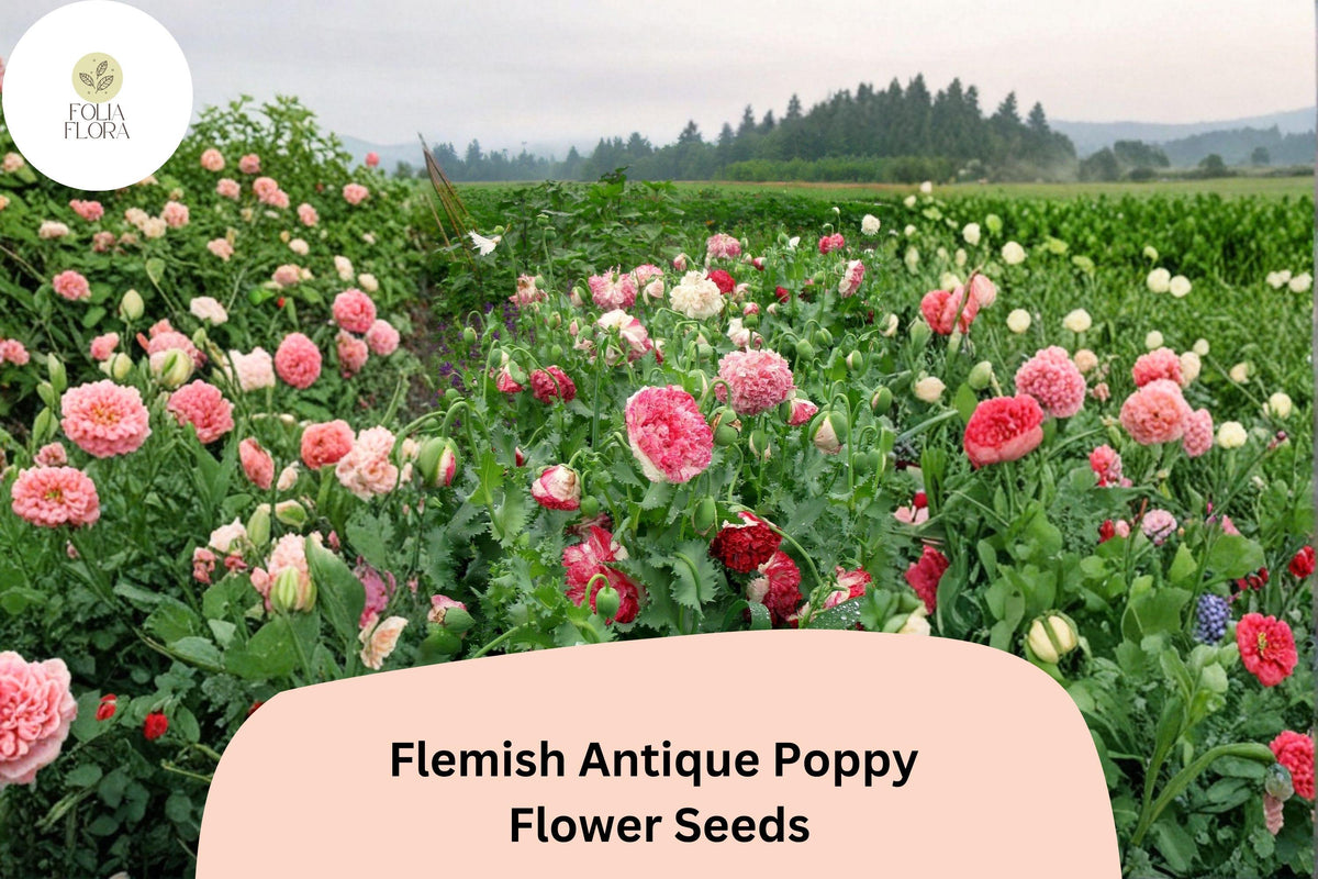 200 Flemish Antique Poppy Seeds – Cream & Red Frilled Blooms