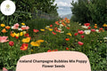 200 Iceland Poppy Seeds - Champagne Bubbles Mix, Perennial Blooms