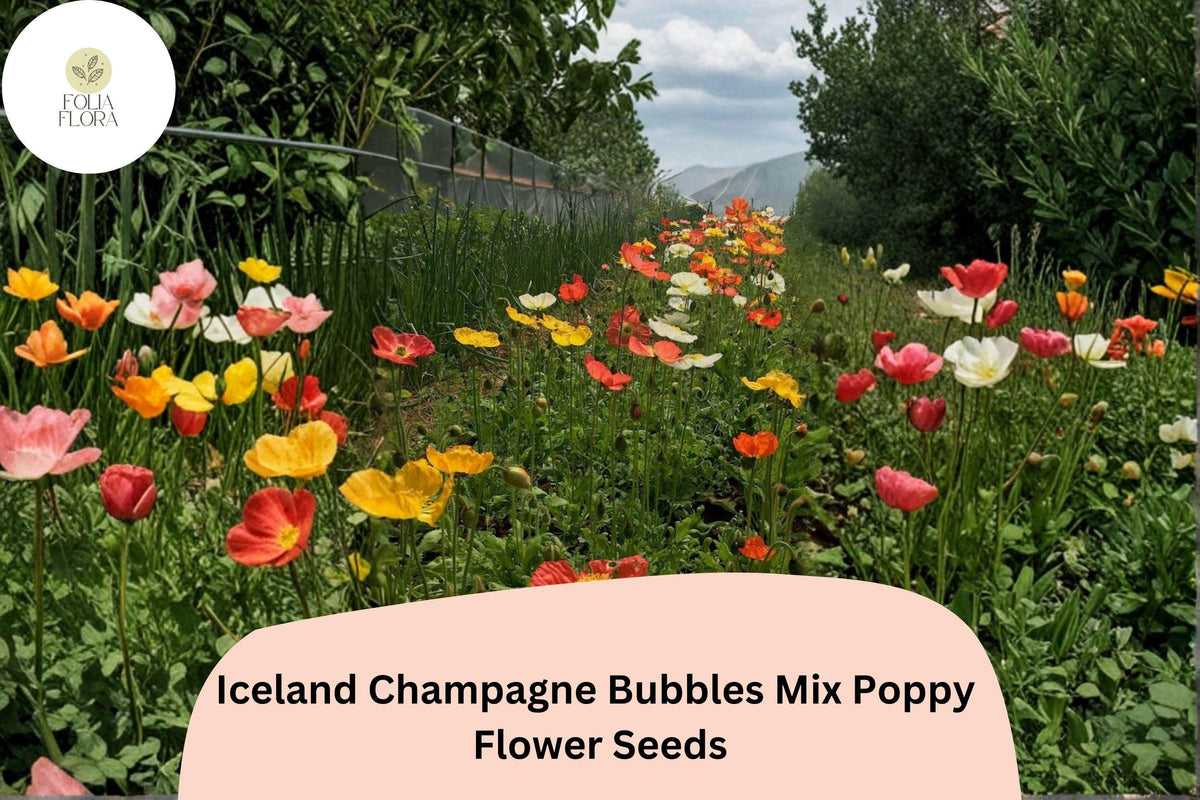200 Iceland Poppy Seeds - Champagne Bubbles Mix, Perennial Blooms