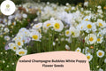200 Iceland White Poppy Seeds - Champagne Bubbles, Elegant Perennial Blooms