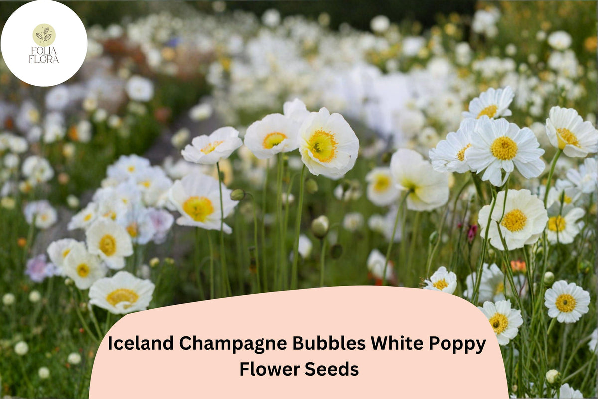 200 Iceland White Poppy Seeds - Champagne Bubbles, Elegant Perennial Blooms