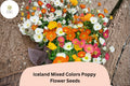 200 Iceland Poppy Seeds - Mixed Colors, Easy Grow Perennial Blooms
