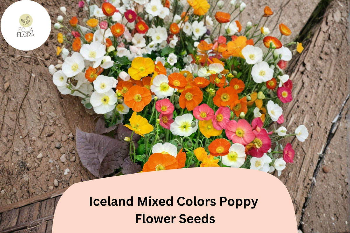 200 Iceland Poppy Seeds - Mixed Colors, Easy Grow Perennial Blooms
