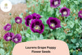 200 Lauren's Grape Poppy Seeds – Deep Purple Blooms, Easy Grow Flowers