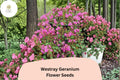25 Westray Geranium Seeds - Perennial Cranesbill with Pink Blooms for Garden Beds & Borders