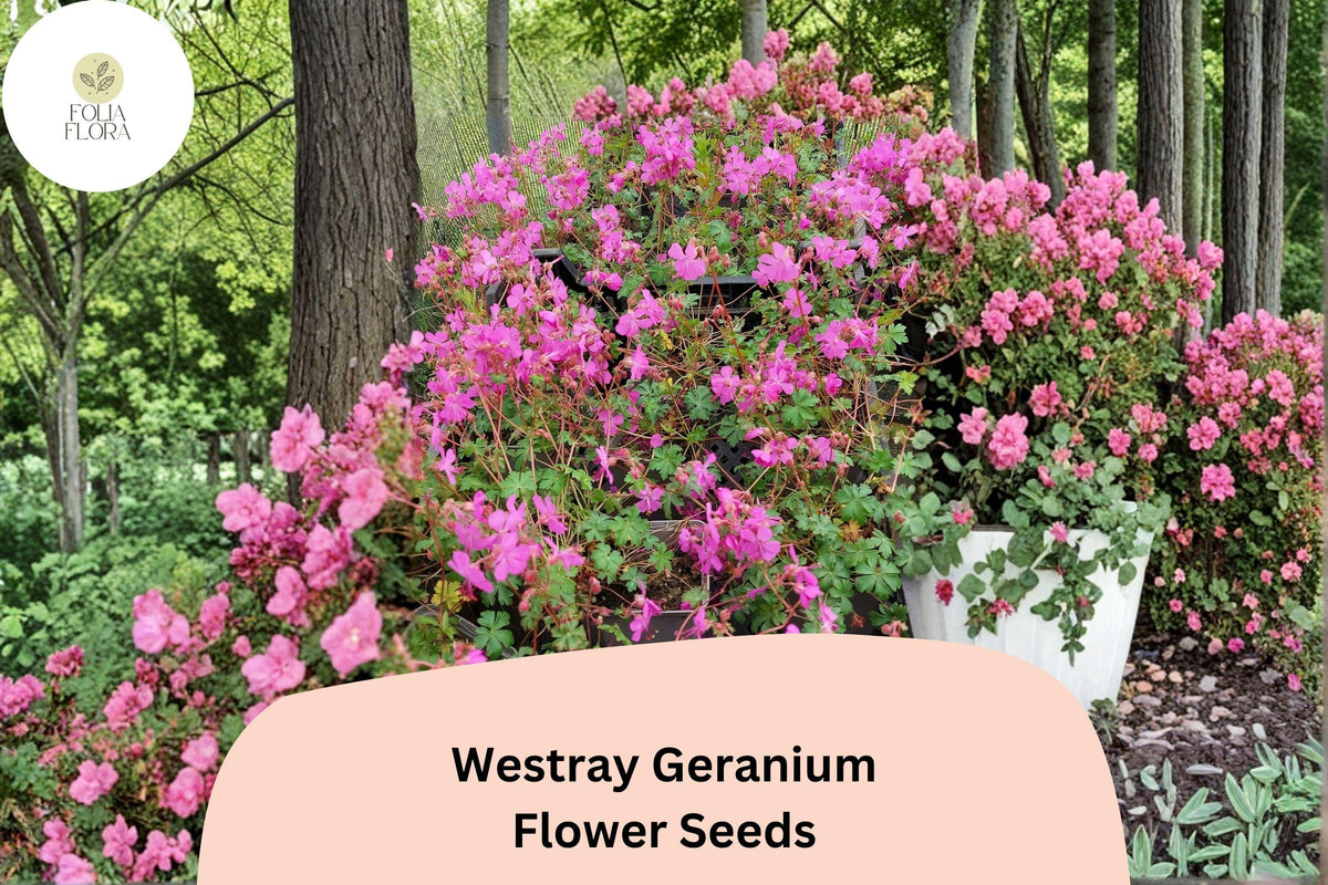 25 Westray Geranium Seeds - Perennial Cranesbill with Pink Blooms for Garden Beds & Borders