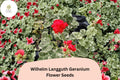 25 Wilhelm Langguth Geranium Seeds - Variegated Leaf Zonal Geranium with White and Red Blooms