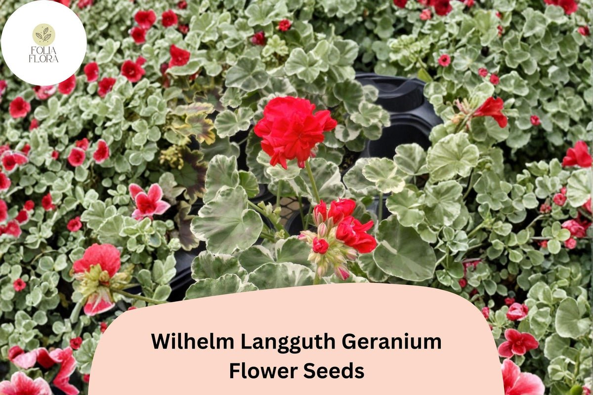 25 Wilhelm Langguth Geranium Seeds - Variegated Leaf Zonal Geranium with White and Red Blooms