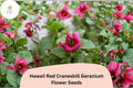 25 Hawaii Red Cranesbill Geranium Seeds - Hardy Perennial Flower for Gardens