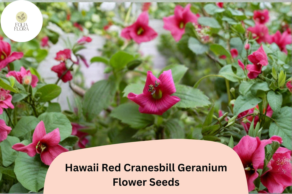 25 Hawaii Red Cranesbill Geranium Seeds - Hardy Perennial Flower for Gardens