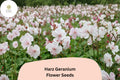 25 Harz Geranium Seeds - White Cranesbill Perennial Hardy Garden Flower