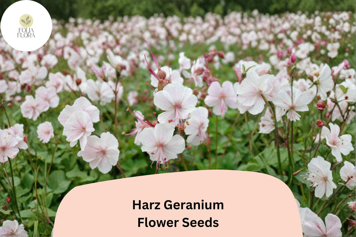 25 Harz Geranium Seeds - White Cranesbill Perennial Hardy Garden Flower
