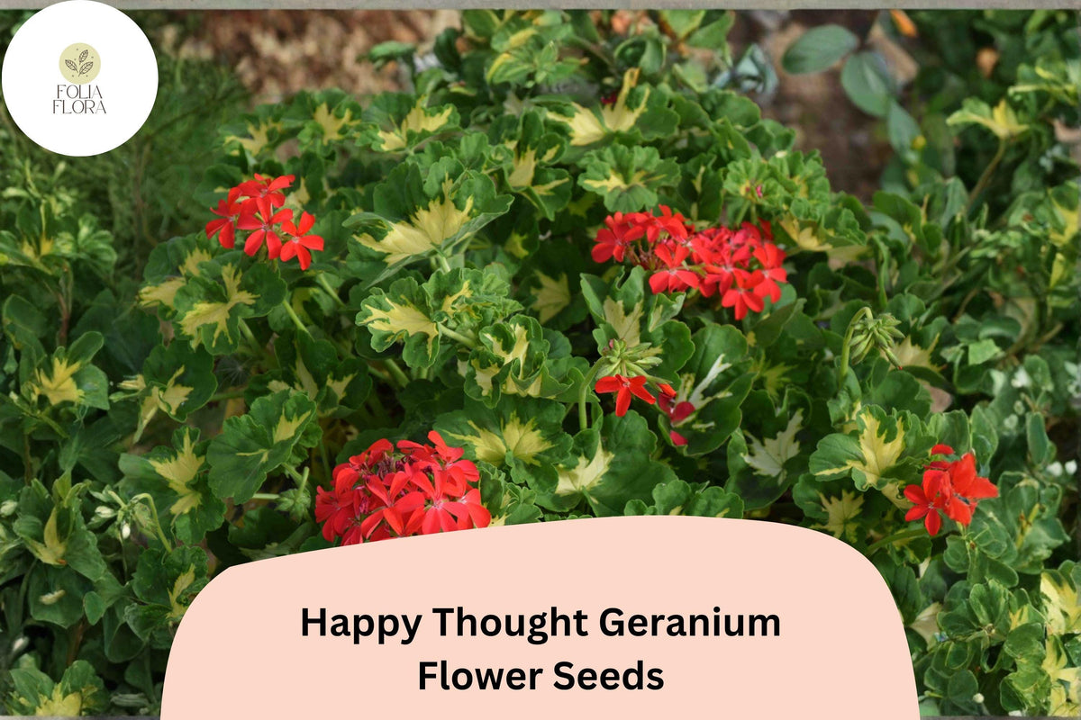 25 Happy Thought Geranium Seeds – Zonal Pelargonium Bright Garden Flower