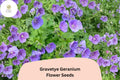 25 Gravetye Geranium Seeds – Purple Zonal Pelargonium Garden Flower