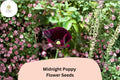200 Midnight Poppy Seeds – Dark Purple Heirloom Annual Flower