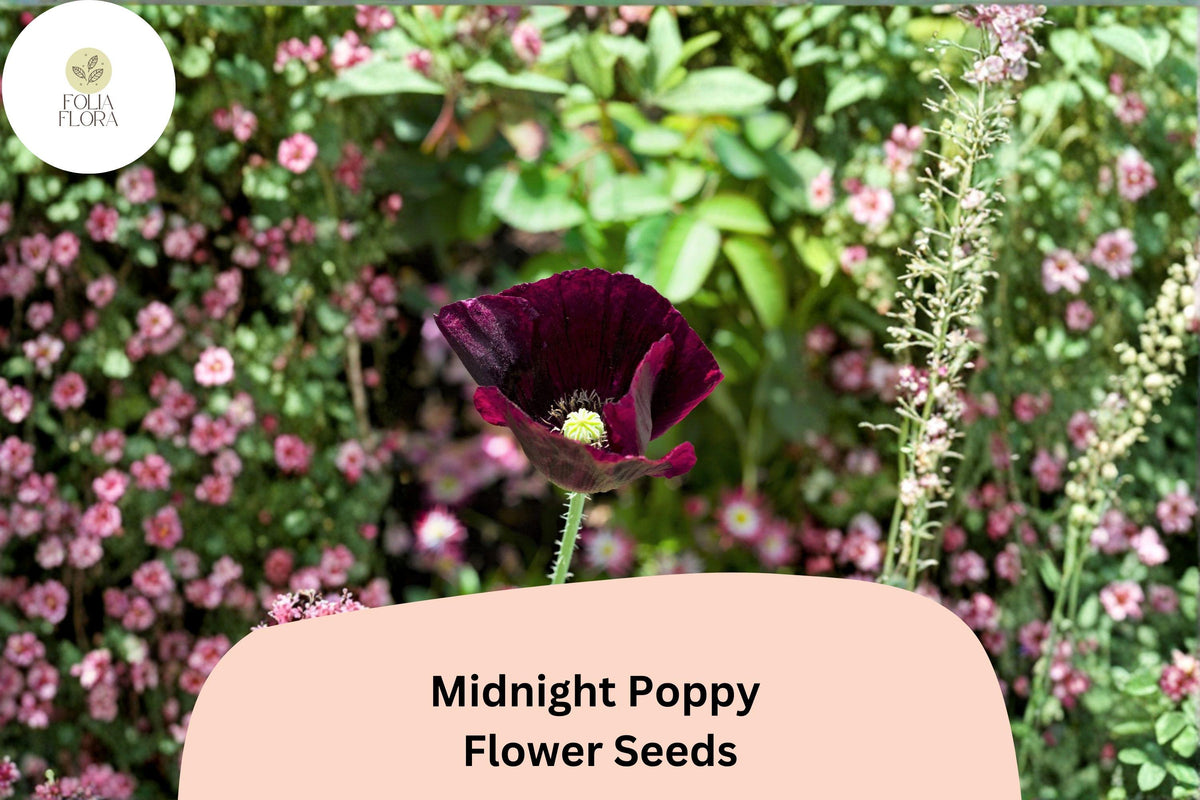 200 Midnight Poppy Seeds – Dark Purple Heirloom Annual Flower