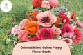 200 Oriental Poppy Seeds - Mixed Colors, Fragrant Perennial Flowers