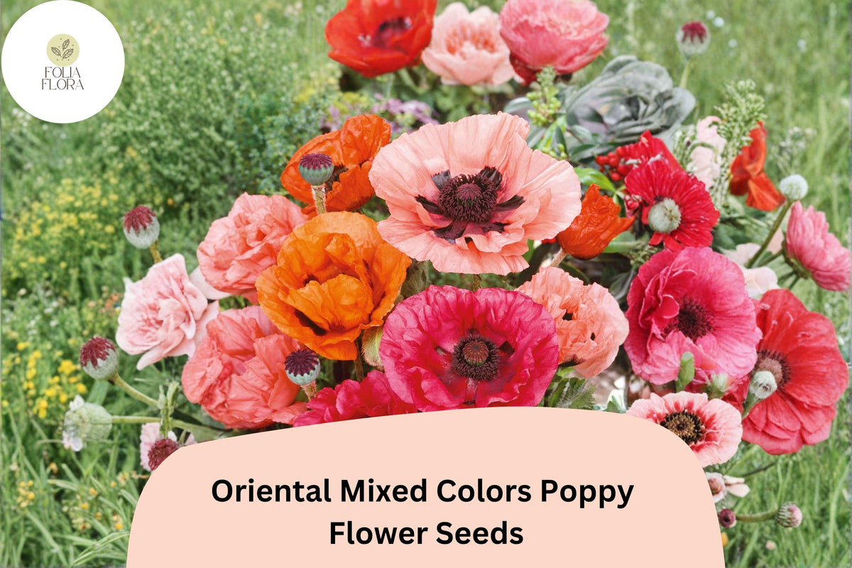 200 Oriental Poppy Seeds - Mixed Colors, Fragrant Perennial Flowers