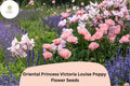 200 Oriental Poppy Seeds - Princess Victoria Louise Pink Perennial Blooms