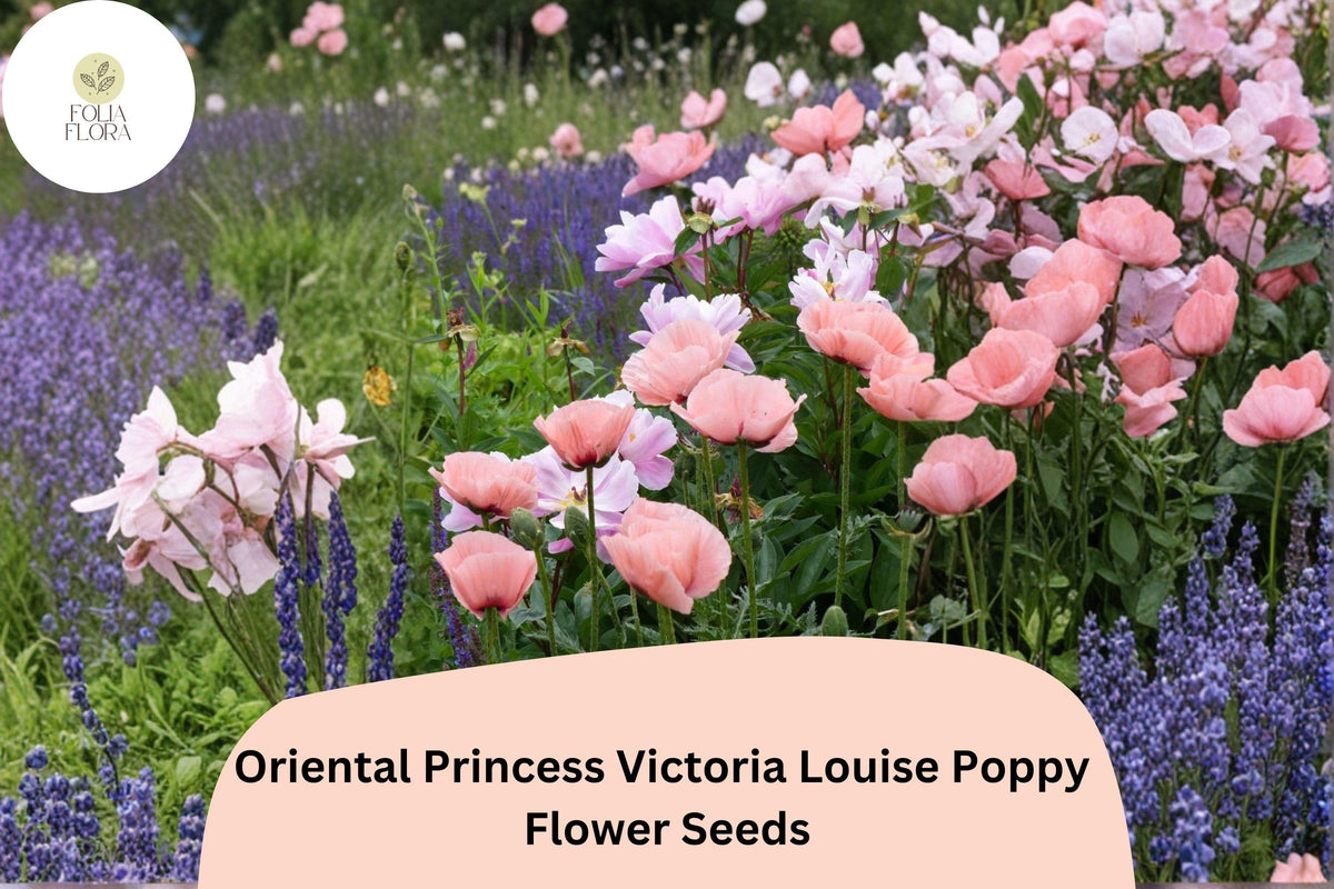 200 Oriental Poppy Seeds - Princess Victoria Louise Pink Perennial Blooms