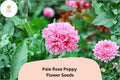 200 Pale Rose Poppy Seeds - Soft Pink Perennial Flowers for Garden