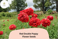 200 Red Double Poppy Seeds – Easy Grow Perennial Wildflower