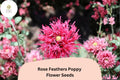 200 Rose Feathers Poppy Seeds – Soft Pink Perennial Wildflower