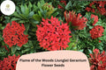 25 Flame of the Woods Geranium Seeds - Red Orange Pelargonium for Tropical Gardens