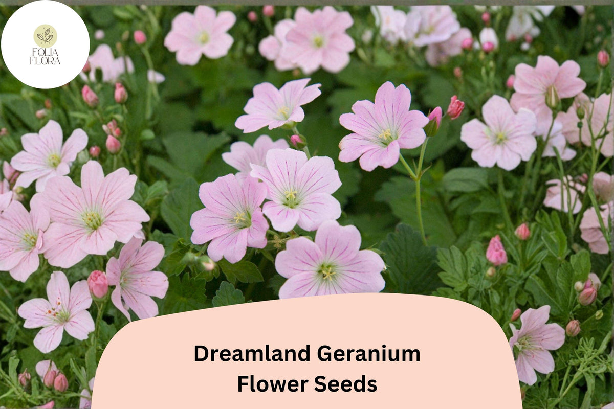 25 Dreamland Geranium Seeds - Pink Hardy Perennial Cranesbill