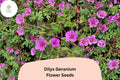 25 Dilys Geranium Seeds - Purple Hardy Cranesbill Perennial Ground Cover